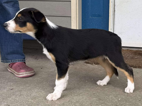 Tri-color female Border Collie pup 10 weeks