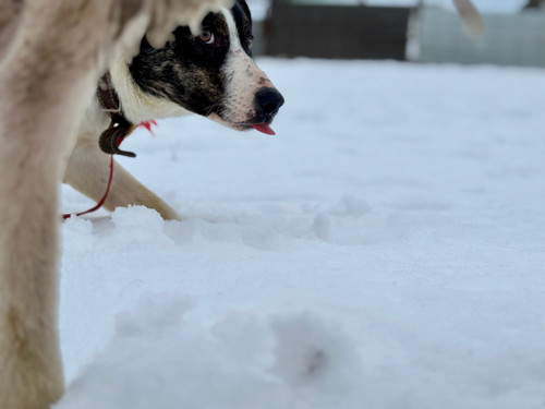 Walter, lightly started intact male