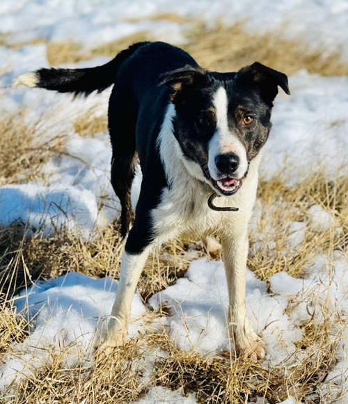 SOLD, Walter, lightly started intact male