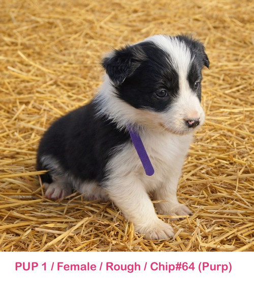 PUPS AVAILABLE /BOB X LILY