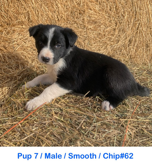 PUPS AVAILABLE /BOB X LILY