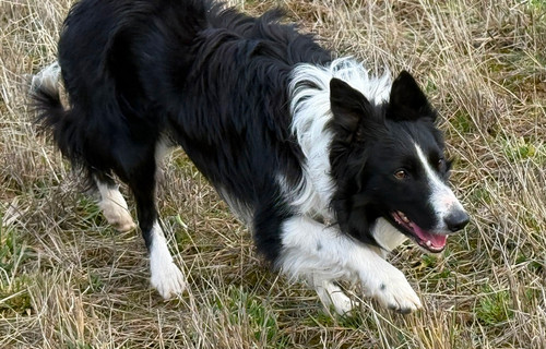 Zac / Josh X Kemi Maid