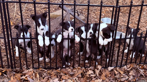 Puppies - McGee’s Jess/ Collins Ben