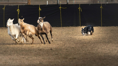 208 Fred / 4 yr male