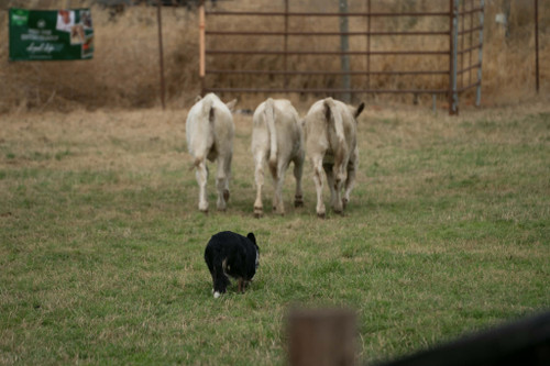 208 Fred / 4 yr male