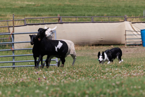 BC B- 2 year old blk/white female