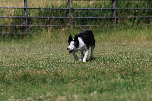 BC B- 2 year old blk/white female