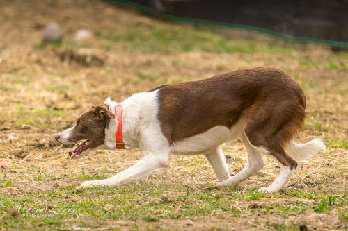 DH Hondu- 3 year old Red/white Male