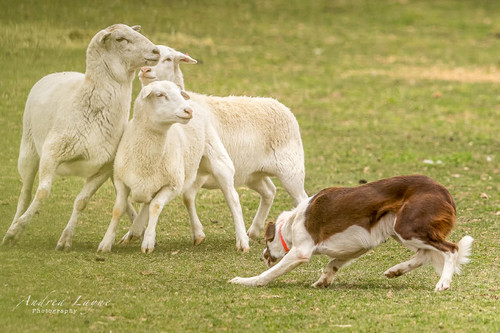DH Hondu- 3 year old Red/white Male