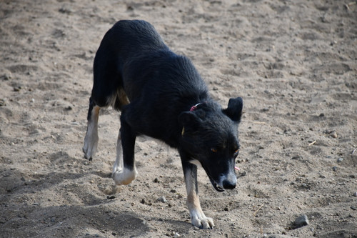 Started Female Available