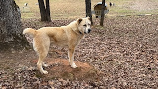 Livestock Guardian Pups