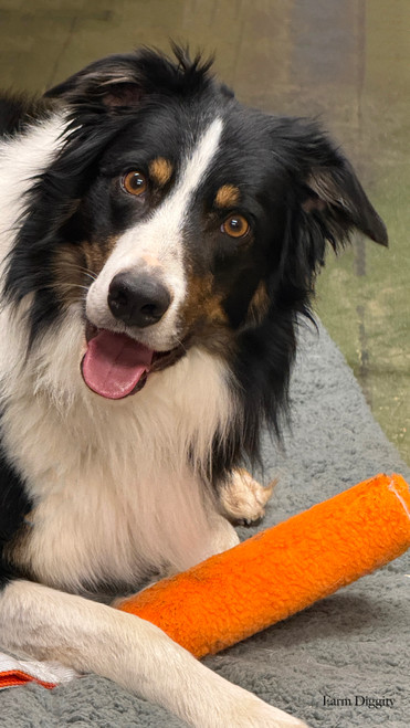 -N - Gage Cozy Bumper /Regular