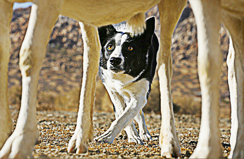 "Watching Ewe" Greeting Cards By Vickie Close