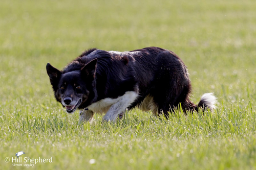 Semen from Emil Leudecke’s Zac