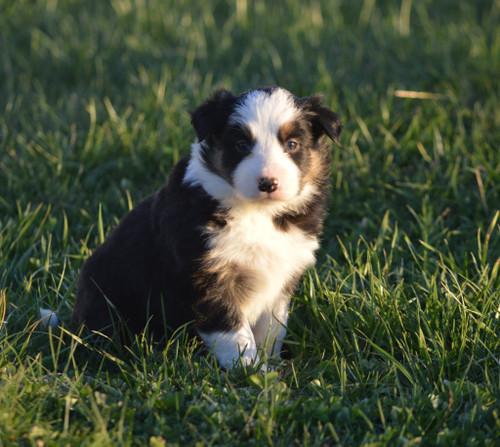 Border Collie Pups for Sale