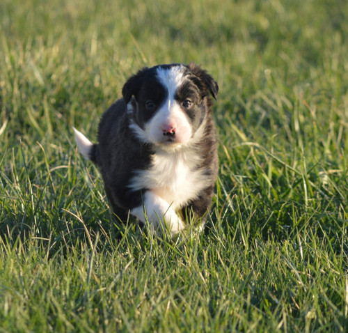 Border Collie Pups for Sale