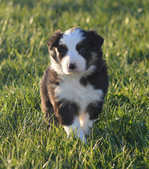 Border Collie Pups for Sale