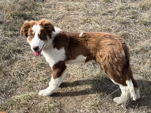 4.5 Month Old Female "Birdie"