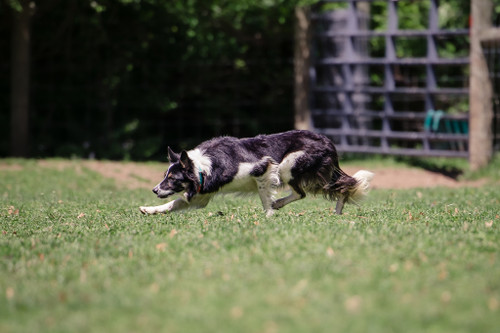 Posted  8-2-26 / Saerie, 6 yr old female