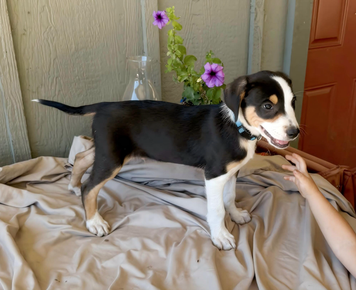 Posted  8/16/26 NEW ZEALAND HEADING DOG TRI PUPS
