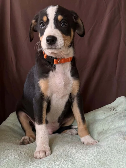 Posted  8/16/26 NEW ZEALAND HEADING DOG PUPS