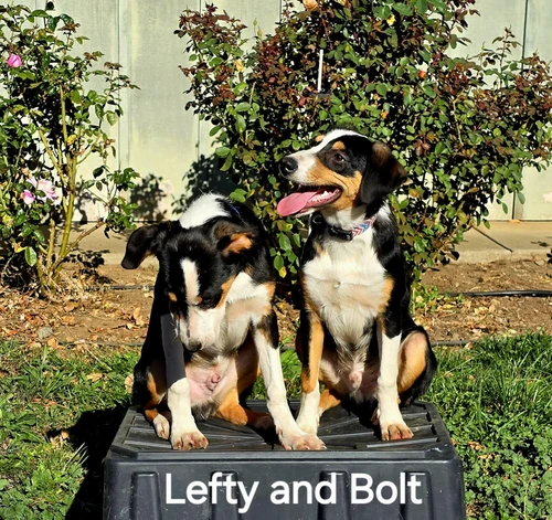 Posted  10-27- 26 NEW ZEALAND HEADING DOG PUPS