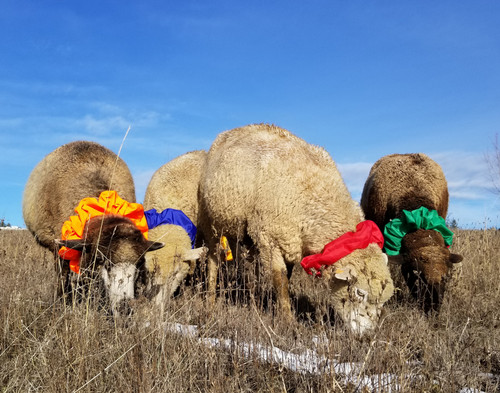 Sheep Marking Collars / Pack of 5