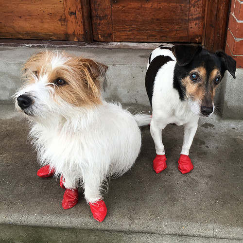 PawZ Dog Boots 12 pack  / Small Red PawZ Dog Boots 12 pack  / Small Red