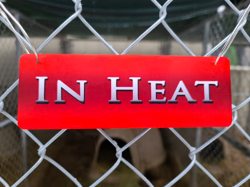 In Heat Sign / Scrunchie