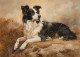 Border Collie 5"x7" Art Print