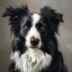 Modern Border Collie Portrait 8"x8" Art Print