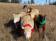 Sheep Marking Collars /  Trial Package 