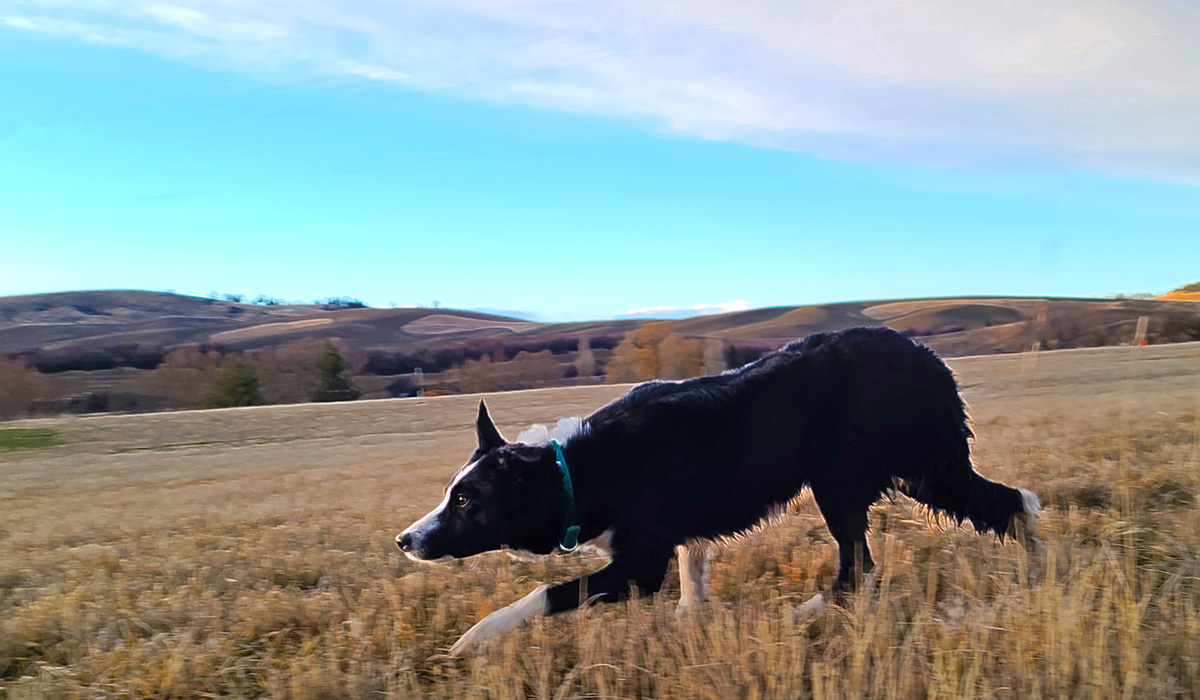 Dog & Animal Supplies