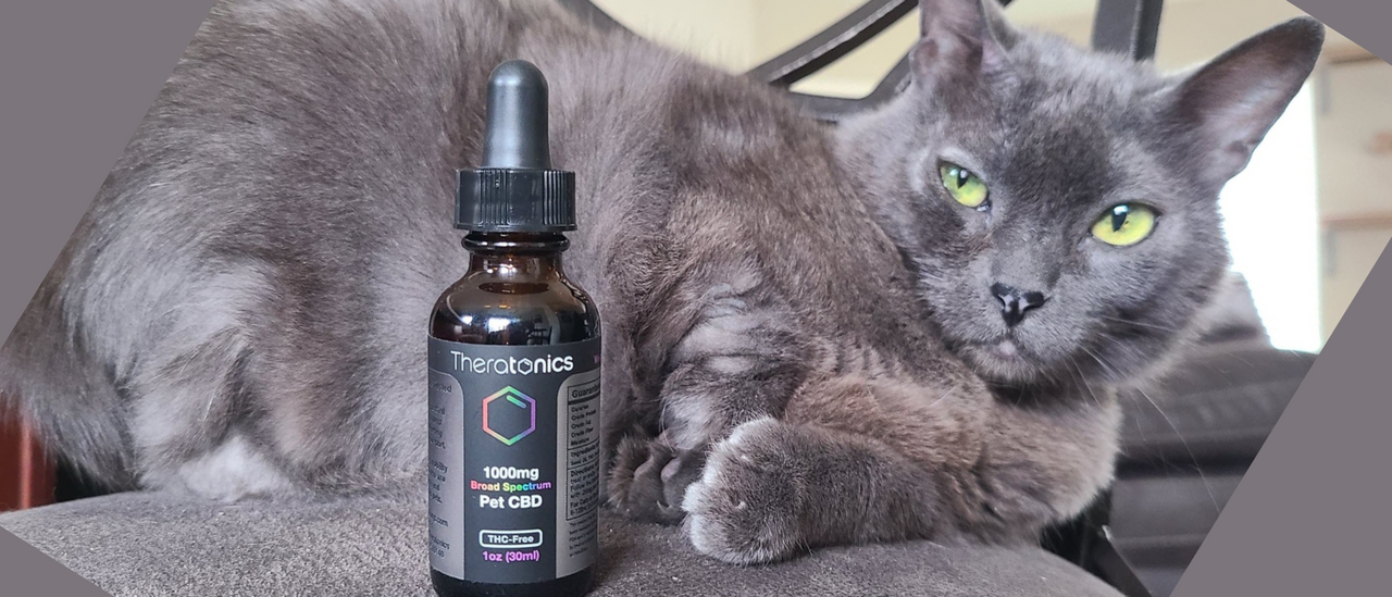 pet cbd with cat or dog