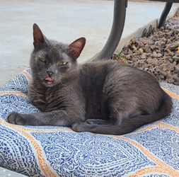 Inflammation in pets... Does CBD help? Inflammation in pets... Does CBD help?