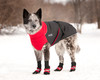 Dog wearing Red Muttluks dog boots with matching red Great White North coat.