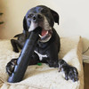 Dog chewing GoughNuts Stick