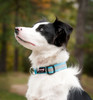 Border Collie wearing the Smoochy Poochy Reflective Collar in Turquoise