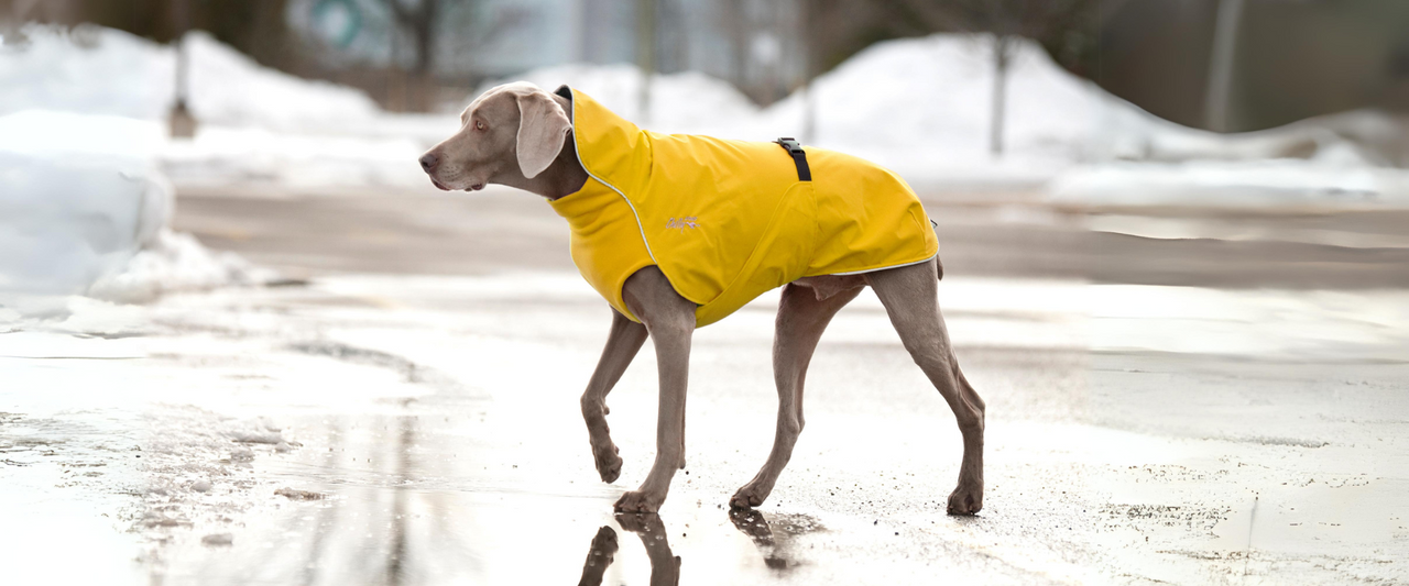 Bravehound Hand-knitted Bird Dog Sweater