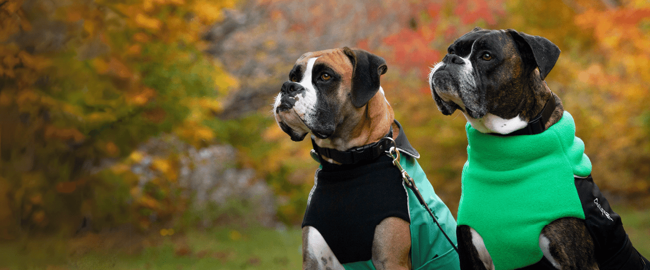 Bravehound Hand-knitted Bird Dog Sweater » The Dog Walks Me