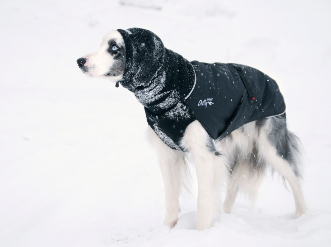 PETSAM ® - Chilly Dogs Head Muff - Ohrenschutz - schwarz