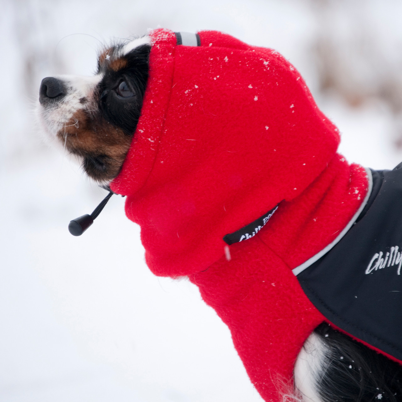 how to make dog ear warmers for dogs