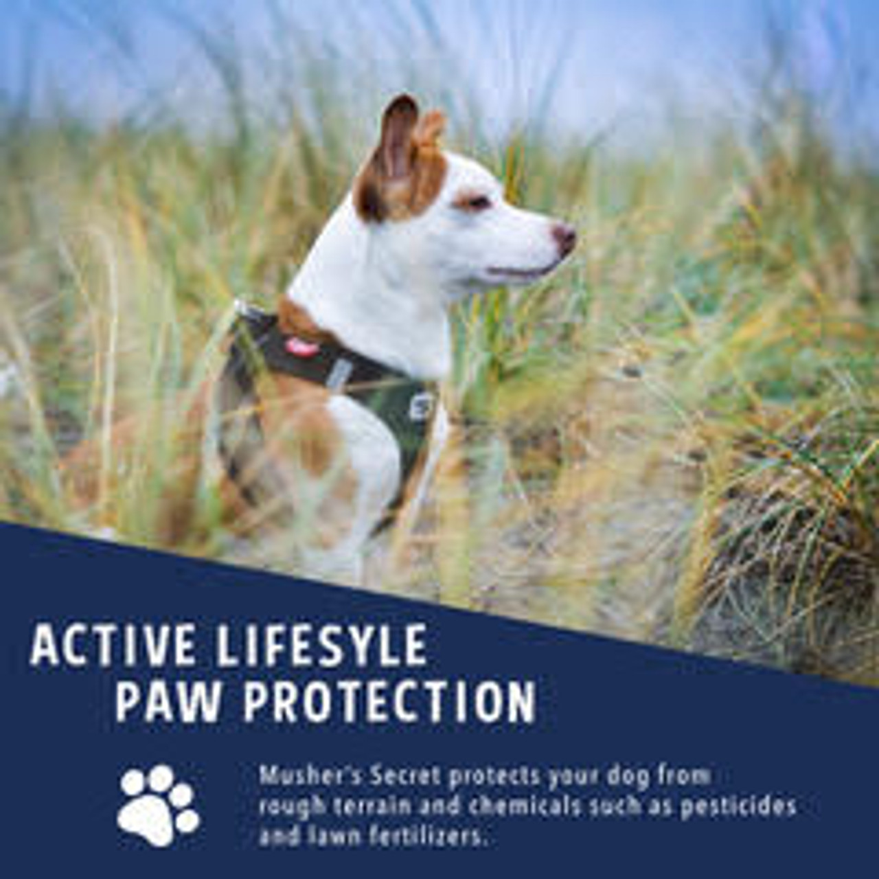 The Best Dog Paw Protection for Every Season – OH Blog