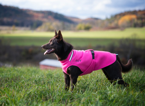 Kelpie wearing a Standard 18 in Bubble Gum Pink  * New Colour *