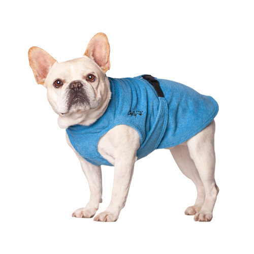 Fawn French Bulldog wearing the Broad & Burly sized Soaker Robe in Turquoise to help him cool down.