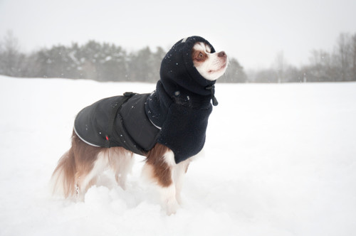 Chihuahua wearing the Black Head Muff and matching Great White North