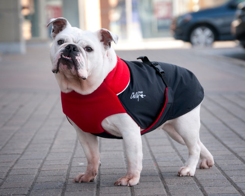 English Bulldog wearing the Great White North coat in Classic Red