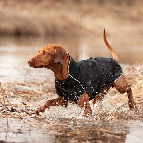 Vizsla wearing a waterproof Chilly Dogs Harbour Slicker