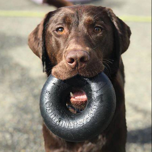 Dog playing with GoughNuts Ring