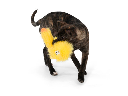 Dog playing with West Paw Rowdies Wilson dog toy